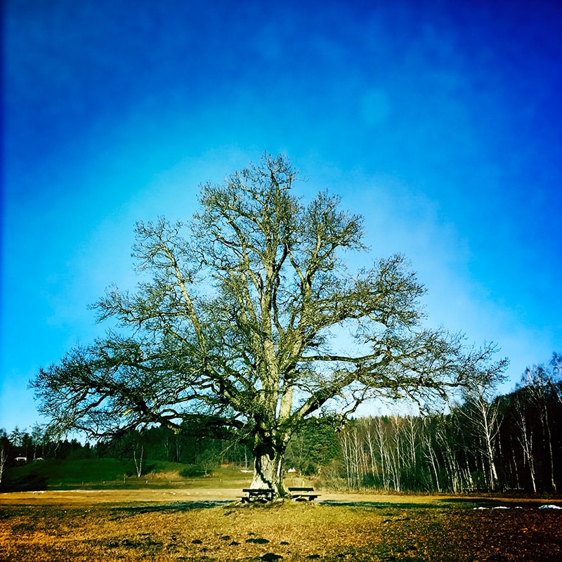Der Baum der Erkenntnis am Kloster Seeon
